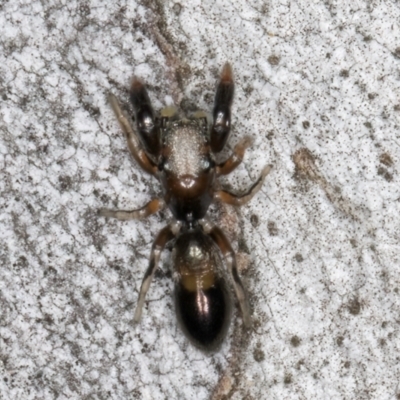 Judalana lutea (Judy and Alans Yellow Ant-mimicking Jumping Spider) at Fraser, ACT - 4 Sep 2024 by kasiaaus