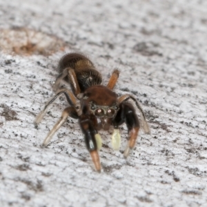 Judalana lutea at Fraser, ACT - 4 Sep 2024 12:48 PM