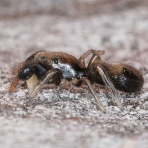 Judalana lutea at Fraser, ACT - 4 Sep 2024 12:48 PM