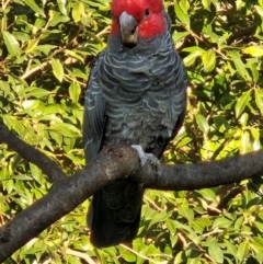 Callocephalon fimbriatum (Gang-gang Cockatoo) at Cook, ACT - 21 Apr 2023 by Jennybach