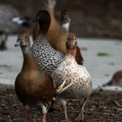 Chenonetta jubata (Australian Wood Duck) at Bundaberg North, QLD - 5 Jul 2024 by Petesteamer