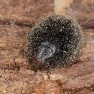 Coccinellidae (family) at Fraser, ACT - 4 Sep 2024 12:55 PM