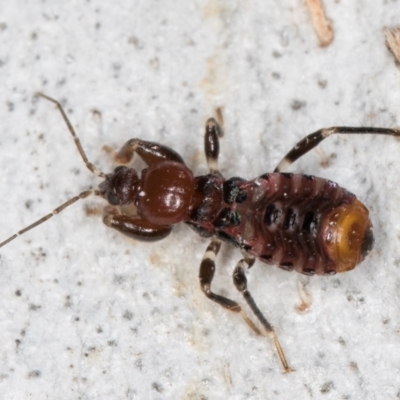 Ectomocoris sp. (genus) (A ground assassin bug) at Fraser, ACT - 4 Sep 2024 by kasiaaus