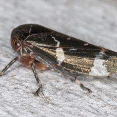 Eurypella tasmaniensis (Eurypella tasmaniensis) at Fraser, ACT - 4 Sep 2024 by kasiaaus