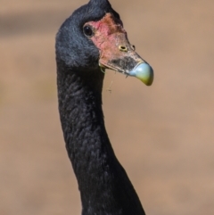 Anseranas semipalmata (Magpie Goose) at Bundaberg North, QLD - 18 Jul 2024 by Petesteamer