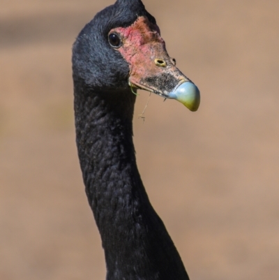 Anseranas semipalmata (Magpie Goose) at Bundaberg North, QLD - 18 Jul 2024 by Petesteamer