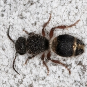 Odontomyrme sp. (genus) at Fraser, ACT - 4 Sep 2024