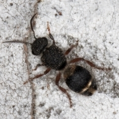 Odontomyrme sp. (genus) at Fraser, ACT - 4 Sep 2024