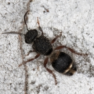 Odontomyrme sp. (genus) at Fraser, ACT - 4 Sep 2024