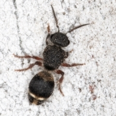 Odontomyrme sp. (genus) at Fraser, ACT - 4 Sep 2024