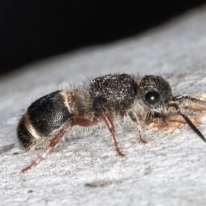 Odontomyrme sp. (genus) at Fraser, ACT - 4 Sep 2024