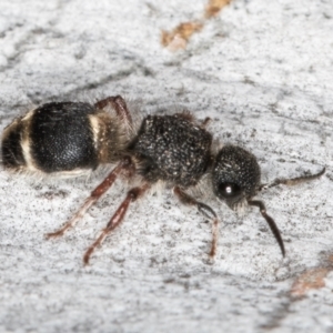 Odontomyrme sp. (genus) at Fraser, ACT - 4 Sep 2024