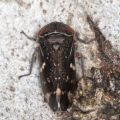 Eurymeloides punctata (Gumtree hopper) at Fraser, ACT - 4 Sep 2024 by kasiaaus