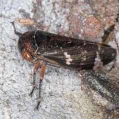 Eurymeloides punctata at Fraser, ACT - 4 Sep 2024