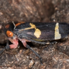 Eurymeloides pulchra (Gumtree hopper) at Fraser, ACT - 4 Sep 2024 by kasiaaus