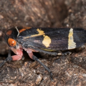 Eurymeloides pulchra at Fraser, ACT - 4 Sep 2024