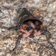 Eurymeloides pulchra at Fraser, ACT - 4 Sep 2024