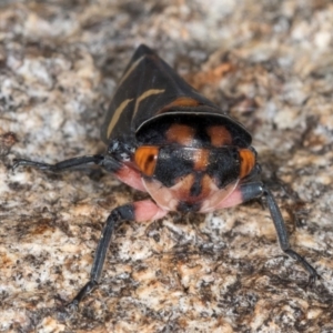 Eurymeloides pulchra at Fraser, ACT - 4 Sep 2024