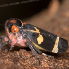 Eurymeloides pulchra at Fraser, ACT - 4 Sep 2024