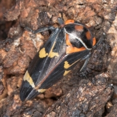 Eurymeloides pulchra at Fraser, ACT - 4 Sep 2024