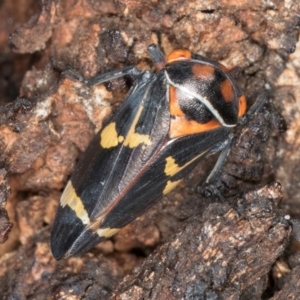 Eurymeloides pulchra at Fraser, ACT - 4 Sep 2024