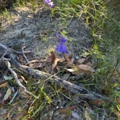 Thelymitra ixioides (Dotted Sun Orchid) at Moollattoo, NSW - 6 Sep 2024 by lbradley