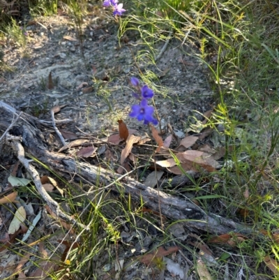 Thelymitra ixioides (Dotted Sun Orchid) at Moollattoo, NSW - 6 Sep 2024 by lbradley