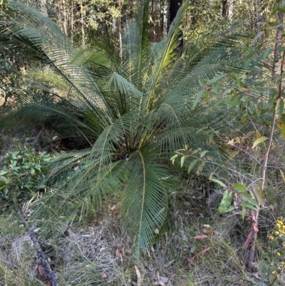 Macrozamia communis (Burrawang) at Moollattoo, NSW - 6 Sep 2024 by lbradley