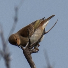 Myzomela sanguinolenta (Scarlet Honeyeater) at Bargara, QLD - 1 Jul 2024 by Petesteamer