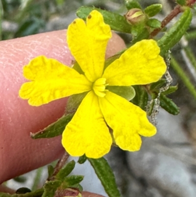 Hibbertia empetrifolia at Moollattoo, NSW - 6 Sep 2024 by lbradley