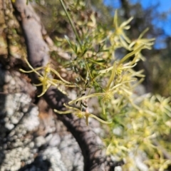 Clematis leptophylla (Small-leaf Clematis, Old Man's Beard) at Captains Flat, NSW - 6 Sep 2024 by Csteele4