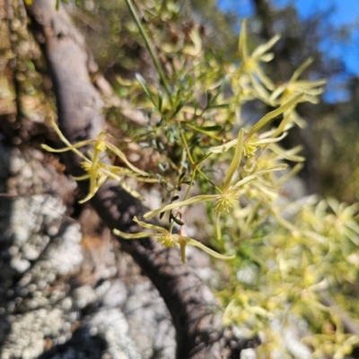 Clematis leptophylla (Small-leaf Clematis, Old Man's Beard) at Captains Flat, NSW - 6 Sep 2024 by Csteele4