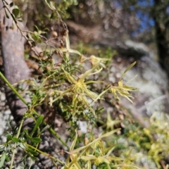 Clematis leptophylla at Captains Flat, NSW - 6 Sep 2024