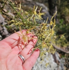 Clematis leptophylla at Captains Flat, NSW - 6 Sep 2024