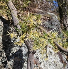 Clematis leptophylla at Captains Flat, NSW - 6 Sep 2024