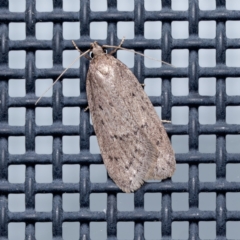 Chezala privatella (A Concealer moth) at Harrison, ACT - 5 Sep 2024 by DPRees125