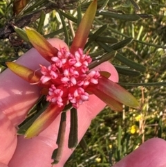 Lambertia formosa (Mountain Devil) at Moollattoo, NSW - 6 Sep 2024 by lbradley