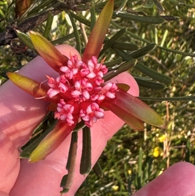 Lambertia formosa (Mountain Devil) at Moollattoo, NSW - 6 Sep 2024 by lbradley