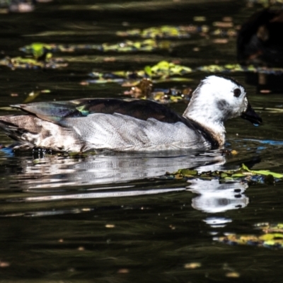 Nettapus coromandelianus (Cotton Pygmy-Goose) at Bundaberg East, QLD - 18 Jul 2024 by Petesteamer