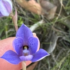 Thelymitra ixioides (Dotted Sun Orchid) at Moollattoo, NSW - 6 Sep 2024 by lbradley