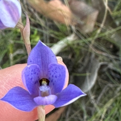 Thelymitra ixioides (Dotted Sun Orchid) at Moollattoo, NSW - 6 Sep 2024 by lbradley