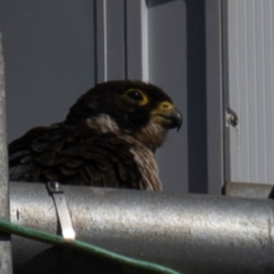 Falco peregrinus (Peregrine Falcon) at Bundaberg East, QLD - 18 Jul 2024 by Petesteamer