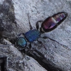 Aglaotilla sp. (genus) (Australian Velvet Ant) at Hall, ACT - 6 Sep 2024 by Anna123