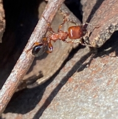 Podomyrma gratiosa (Muscleman tree ant) at Bruce, ACT - 6 Sep 2024 by SteveBorkowskis