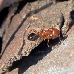 Podomyrma gratiosa at Bruce, ACT - 6 Sep 2024