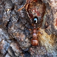 Podomyrma gratiosa at Bruce, ACT - 6 Sep 2024