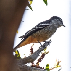 Lalage leucomela (Varied Triller) at Bundaberg South, QLD - 18 Jul 2024 by Petesteamer