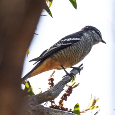 Lalage leucomela (Varied Triller) at Bundaberg South, QLD - 18 Jul 2024 by Petesteamer