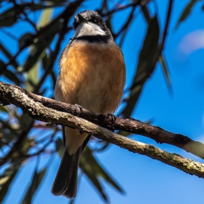 Pachycephala rufiventris (Rufous Whistler) at Bundaberg East, QLD - 18 Jul 2024 by Petesteamer