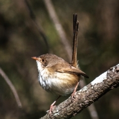 Malurus melanocephalus (Red-backed Fairywren) at Kepnock, QLD - 18 Jul 2024 by Petesteamer